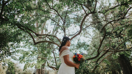 bride oak tree